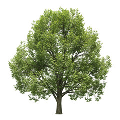 Obraz premium Majestic green leafy tree standing tall