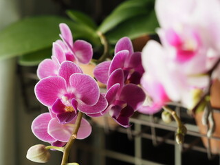 胡蝶蘭の花が咲いた