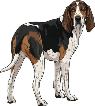 Treeing Walker Coonhound dog standing looking back attentive 