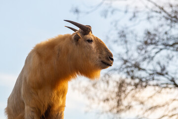 Profile portrait of endangered species Golden takin © Willy Mobilo