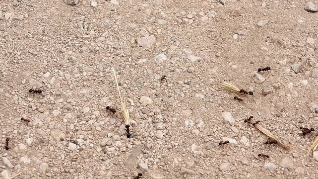A group of ants carrying food and wheat to their kingdom