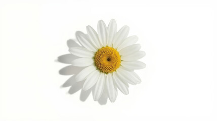 Fototapeta premium White daisy with yellow center on a plain background showing petals and shadow