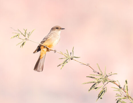 A Say's Phoebe perches on a Mesquite branch.