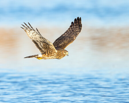 A Northern Harrier flies over a marsh.