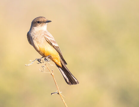 A Say's Phoebe perches on a Mesquite branch.