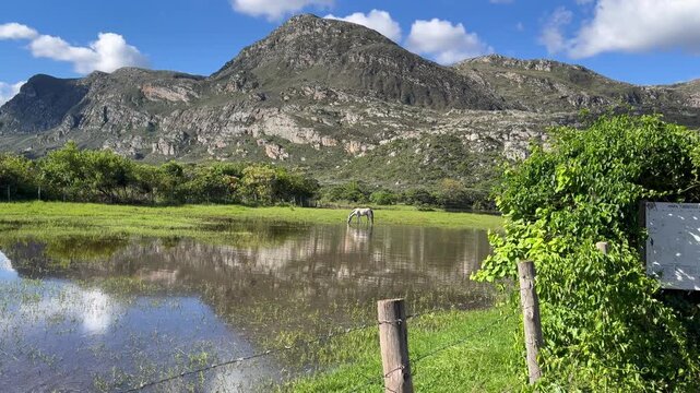 A wild horse drinking water from a lake in a bucolic landscape.