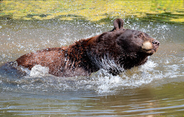 Brown Bear in Water