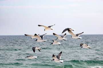 Gulf Shores Alabama Beach Scene With Laughing Gull Birds Flying Over the Ocean