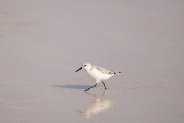 Small Sanderling Bird Walks Along the Wet Sand at Gulf Shores, Alabama Beach During Sunny Day