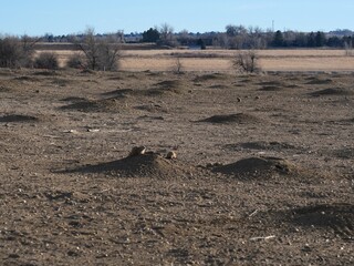 Prairie Dog Colony and Burrow Mounds at Teller Farm North, Boulder Colorado © Ted Iwabuchi Nature