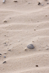 Shell Rests on the Sandy Beach of Gulf Shores in Alabama During a Warm Sunny Day