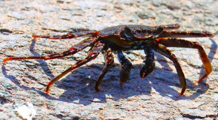 krab na kamieniu na wyspie Gran Canaria. © Pawel Zabczyk