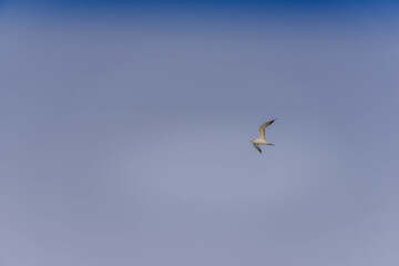 Obraz premium Two seabirds flying in clear gradient sky at dusk
