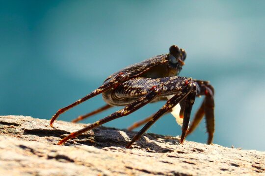 super krab na kamieniu plaży na wyspie Gran Canaria. 