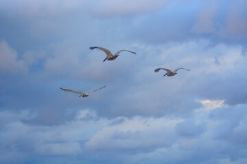 Obraz premium Three pelicans soaring together through cloudy blue sky