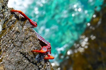 ciekawy krab na skale na wyspie Gran Canaria.