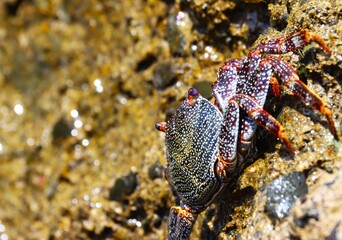 krab na kamienistej plaży wyspy Gran Canaria. 