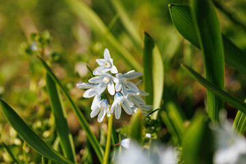 Single blooming puschkinia flower with white and blue petals growing among fresh spring grass in sunlight