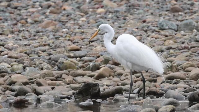 Great egret (Ardea alba) swallows a minnow on a rocky riverbank at Turtle Bay Exploration Park, Shasta County, California. Slow-motion behavioral footage.