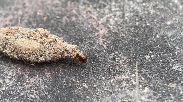 Plaster Bagworm (Kamitetep) Larva on Dusty Surface Background Macro Close-Up