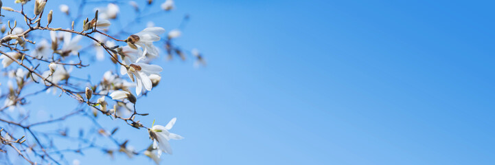 Blooming magnolia tree branches with white flowers and large blue sky space for text, perfect for spring cards or nature banners