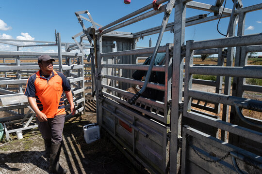 Moving Calves From Yards to Paddock