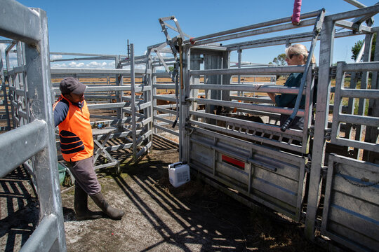 Moving Calves From Yards to Paddock