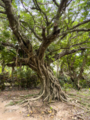 Fototapeta premium Large banyan tree with exposed roots on Taketomi Island, Okinawa, Japan