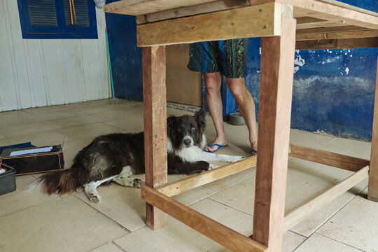 Border collie resting in the garage while his owner works in his hobby