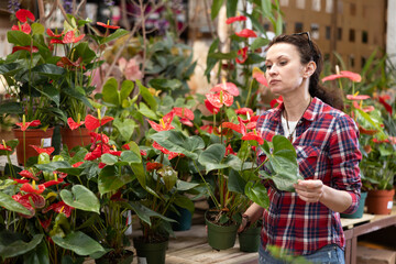 Fototapeta premium Female shopper chooses Anthurium flowers at a flower market