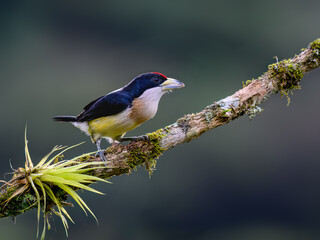 Obraz premium White-mantled Barbet Perched on a Mossy Tree Branch