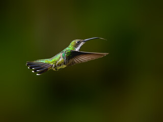 Fototapeta premium Black-throated Mango Hummingbird Hovering In Tropical Forest on Green Background