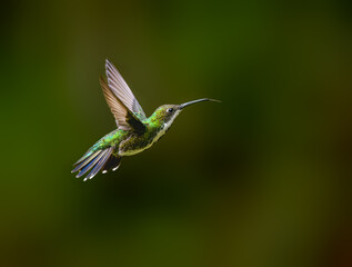 Fototapeta premium Black-throated Mango Hummingbird Hovering In Tropical Forest on Green Background