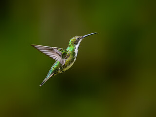Fototapeta premium Black-throated Mango Hummingbird Hovering In Tropical Forest on Green Background