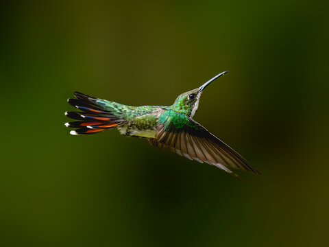 Black-throated Mango Hummingbird Hovering In Tropical Forest on Green Background
