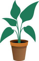 Philodendron Birkin Potted Tropical Green Leaf Illustration © shahadat