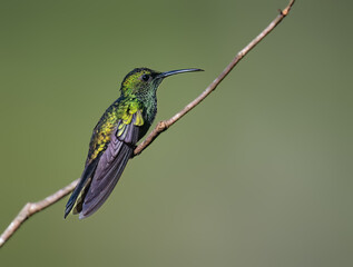 Fototapeta premium White-vented Plumeleteer Hummingbird Perched on a Thin Branch