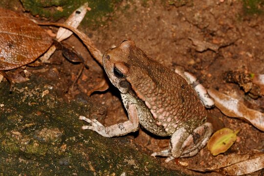 African red toad (Schismaderma carens) on the ground at Babanango Game Reserve, KwaZulu-Natal, South Africa