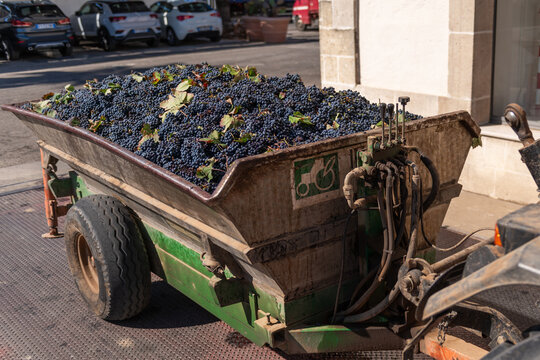 Freshly Harvested Grapes in a Green Trailer at a Winery