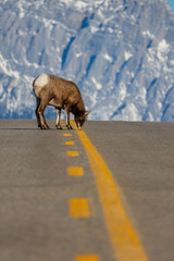 bighorn sheep on David Thompson highway