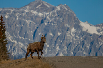 Obraz premium bighorn sheep and rocky mountains