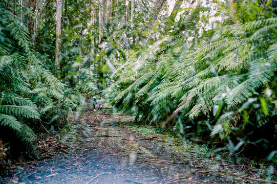 Film photo of a Forest Path with a develop error