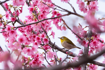 桜とメジロ