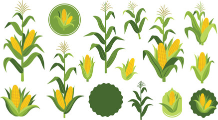 Corn Plant and Maize Cob Icon Set with Agricultural Harvest Growth Stages and Organic Farm Badge Elements for Food Vector Design. © MdNazmul