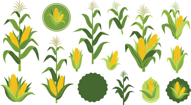 Corn Plant and Maize Cob Icon Set with Agricultural Harvest Growth Stages and Organic Farm Badge Elements for Food Vector Design.