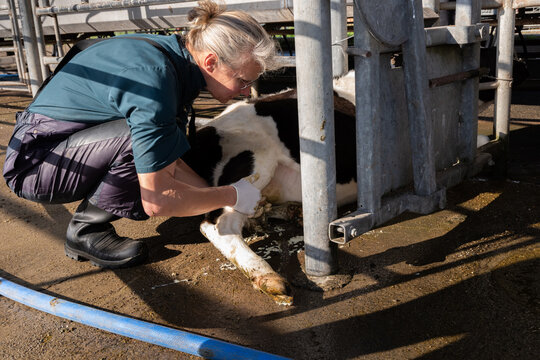 Veterinarian Investigates Mastitis
