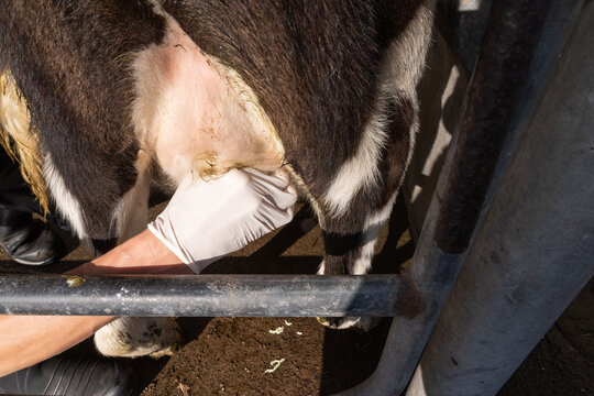 Veterinarian Investigates Mastitis
