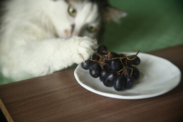 cat on a plate with grapes