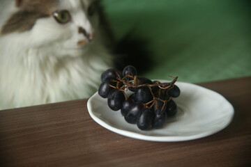 cat and grapes on the plate © Elen Zemskovich