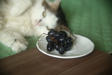 black cat and black grapes plate